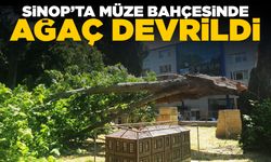 Sinop'ta müze bahçesinde devrilen ağaç korkuttu