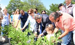 Sinop'ta yaban mersini bahçesinde ilk hasat yapıldı