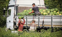 Bafra Ovası'nda karpuzda 100 bin ton rekolte bekleniyor