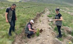 Erzurum'daki Konaklı Kayak Merkezi'nde fidanlar toprakla buluştu