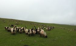 Giresun'da mera ıslah projeleri devam ediyor