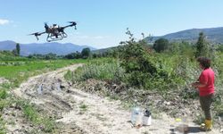 Hanönü'de İlçe Tarım ve Orman Müdürlüğünün ektiği çeltik tarlaları dronla ilaçlandı