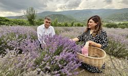 Karabük'te lavanta hasadına başlandı