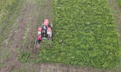 Kardiyoloji uzmanı kıraç toprakları tıbbi aromatik bitkilerle ekonomiye kazandırıyor