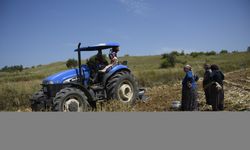 Taşköprü sarımsağında rekolte beklentisi 25 bin ton