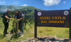 Gerze ilçesine Güzel Yayla Bal Ormanı kuruldu