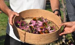 VAN - Tıbbi ve aromatik bitkilerin hasadı yapıldı