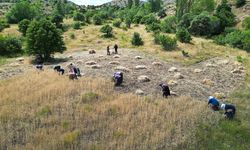 Bayburt'ta kadınlar komşularının buğdayını imece usulü biçti