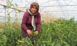 Devlet desteğiyle sera kuran kadın girişimci tarla ile pazar arasında mekik dokuyor