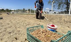 Karabük'te safran toprakla buluştu