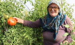 Safranbolu'nun coğrafi işaretli üzüm ve domatesinde hasat zamanı