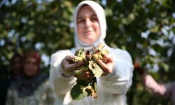 Tarım arazilerinin yüzde 85'inde fındık ekili Düzce'de hasat sürüyor