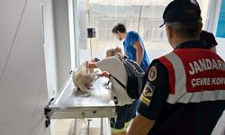 Jandarma hasta köpeği veterinere teslim etti