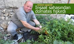 Sinop'ta inşaat sahasından domates fışkırdı