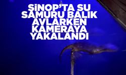 Sinop’ta su samuru balık avlarken görüntülendi