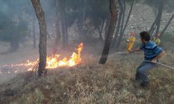 Sinop'ta çıkan orman yangını söndürüldü