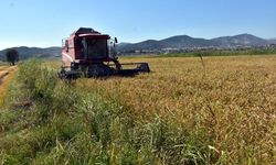 Sinop'ta çeltik hasadına başlandı