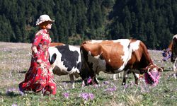 Besicilerin Karadeniz yaylalarından dönüş yolculuğu renkli görüntülere sahne oluyor