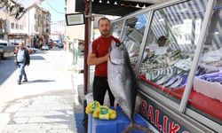 Kastamonulu balıkçı 50 kilogramlık orkinosu tezgahında sergiliyor