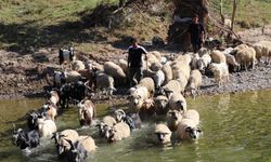 Köy hayatını tercih eden üniversite mezunu gencin hayali çiftlik kurmak