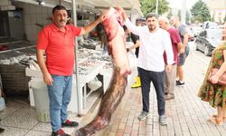 Samsun'da baraj gölünde 94 kilogramlık yayın balığı yakalandı