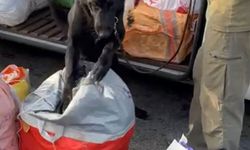 Samsun’da durdurulan yolcu otobüsünde 7,5 kilogram uyuşturucu ele geçirildi