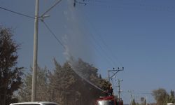 Bandırma'da elektrik hatlarında itfaiye destekli temizlik