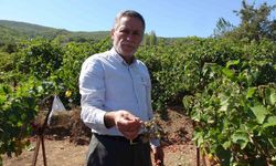 ’Mildiyös hastalığı’ üzüm rekoltesini vurdu