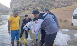 Siirt’te gölet ve baraj göllerine son 5 yılda 8 milyon sazan yavrusu bırakıldı