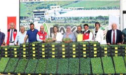 Yalova’da çiftçilere 490 bin adet sebze fidesi dağıtıldı