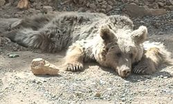 HAKKARİ - Yaralı bulunan ayı Van'da tedaviye alındı