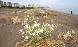 MERSİN - Koruma altındaki kum zambakları çiçek açtı