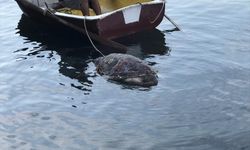 MUĞLA - Bodrum'da ölü caretta caretta sahile vurdu