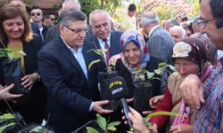 Erfelek'te vatandaşlara kestane fidanı dağıtıldı