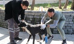 Tramvayın çarptığı köpeğin ezilen ayağı kurtarılmaya çalışılıyor