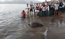 MUĞLA - Tedavileri tamamlanan 10 deniz kaplumbağası denizle buluştu (2)