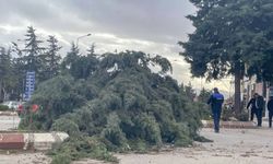 Amasya'da etkili olan şiddetli rüzgar yaşamı olumsuz etkiledi