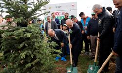 Sakarya, Karabük ve Düzce'de binlerce fidan toprakla buluştu