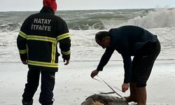 HATAY - Sahilde ölü caretta caretta bulundu