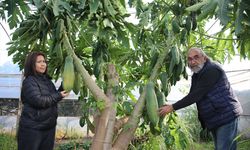 ANTALYA - Taylandlı eşi sevdiği için hobi olarak yetiştirmeye başladığı papayayı ihraç ediyor