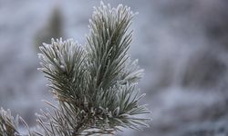 KARS - Soğuk hava etkili oluyor