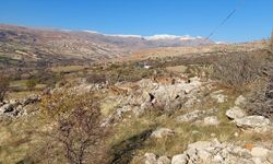 Tunceli'de koruma altındaki yaban keçileri yerleşim yerine indi