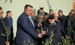 Çorum'da zeytin üretimi "Zeytin Fidanı Dağıtım Projesi" ile yaygınlaşacak