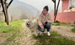 Düzce'de çatıda mahsur kalan köpek kurtarıldı