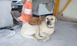 İnşaat işçilerinin tedavi ettirdiği köpekle ormanda buldukları kedi arkadaşlık yapıyor