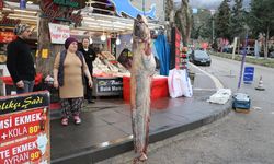 AMASYA - 2,1 metre boyunda 70 kilogram ağırlığında yayın balığı avlandı