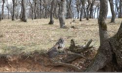 Bolu'da yaralı bulunan baykuş tedavi edilerek doğaya salındı