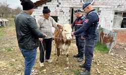 Sinop'tan çalınan inek, Kastamonu'da bulundu