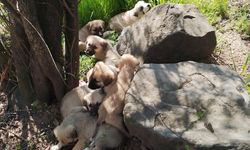 EDİRNE - Çuvallar içinde terk edilen 14 köpek yavrusu barınağa alındı