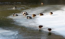 KARS - Buzlar çözülünce göçmen kuşlar Kars'a dönmeye başladı